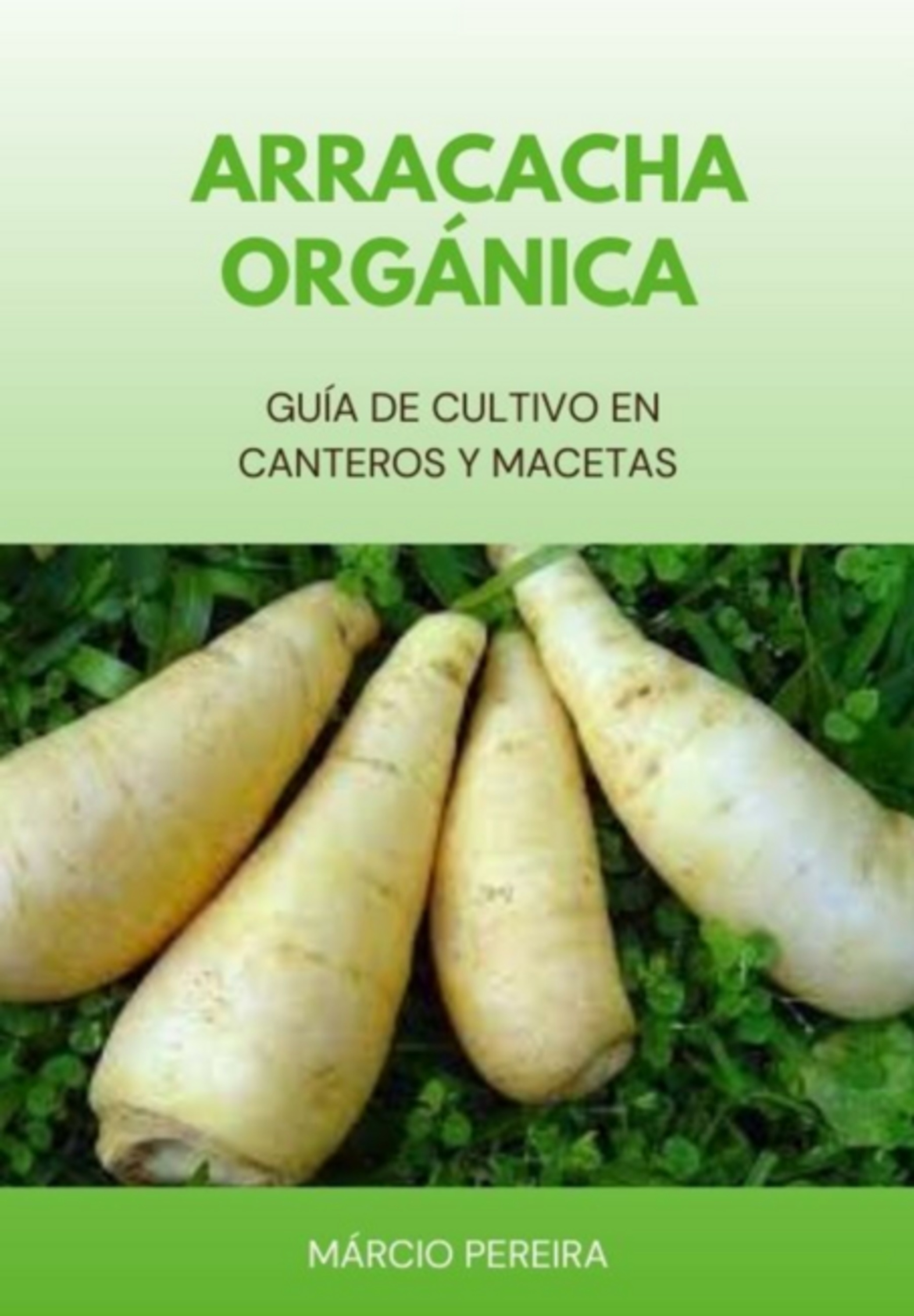 Arracacha Orgánica