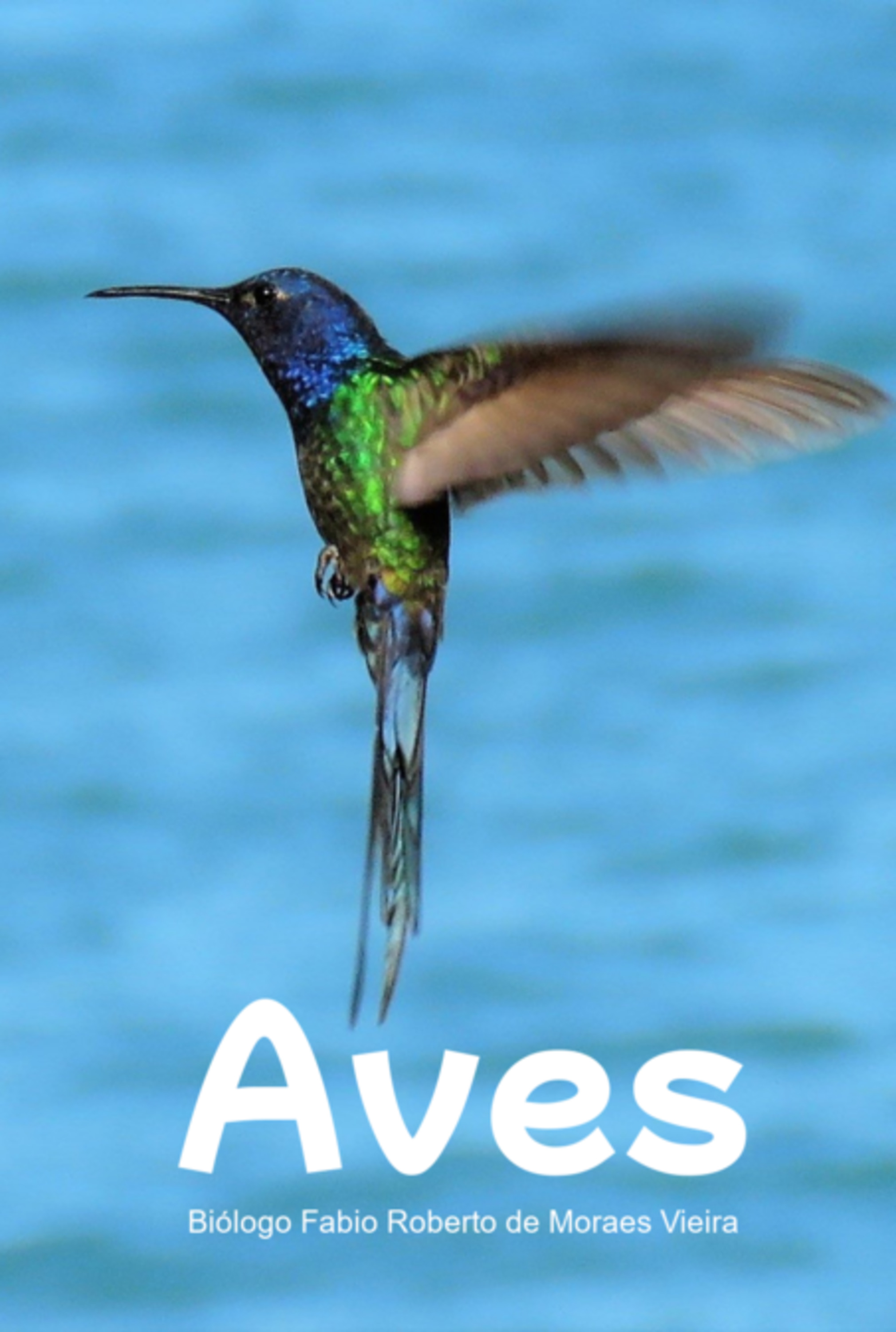 Aves