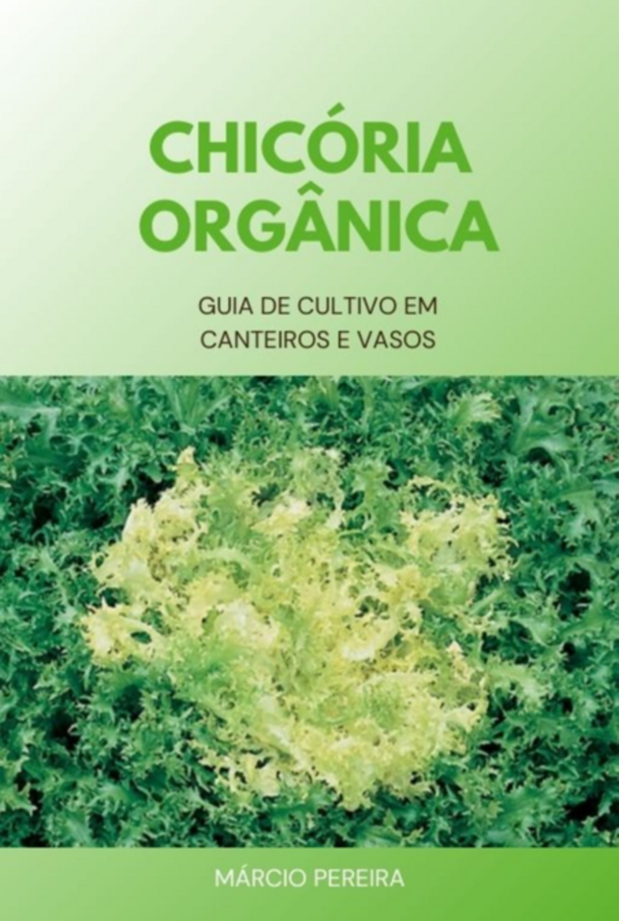 Chicória Orgânica