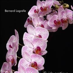 Guide pratique de culture du phalaenopsis