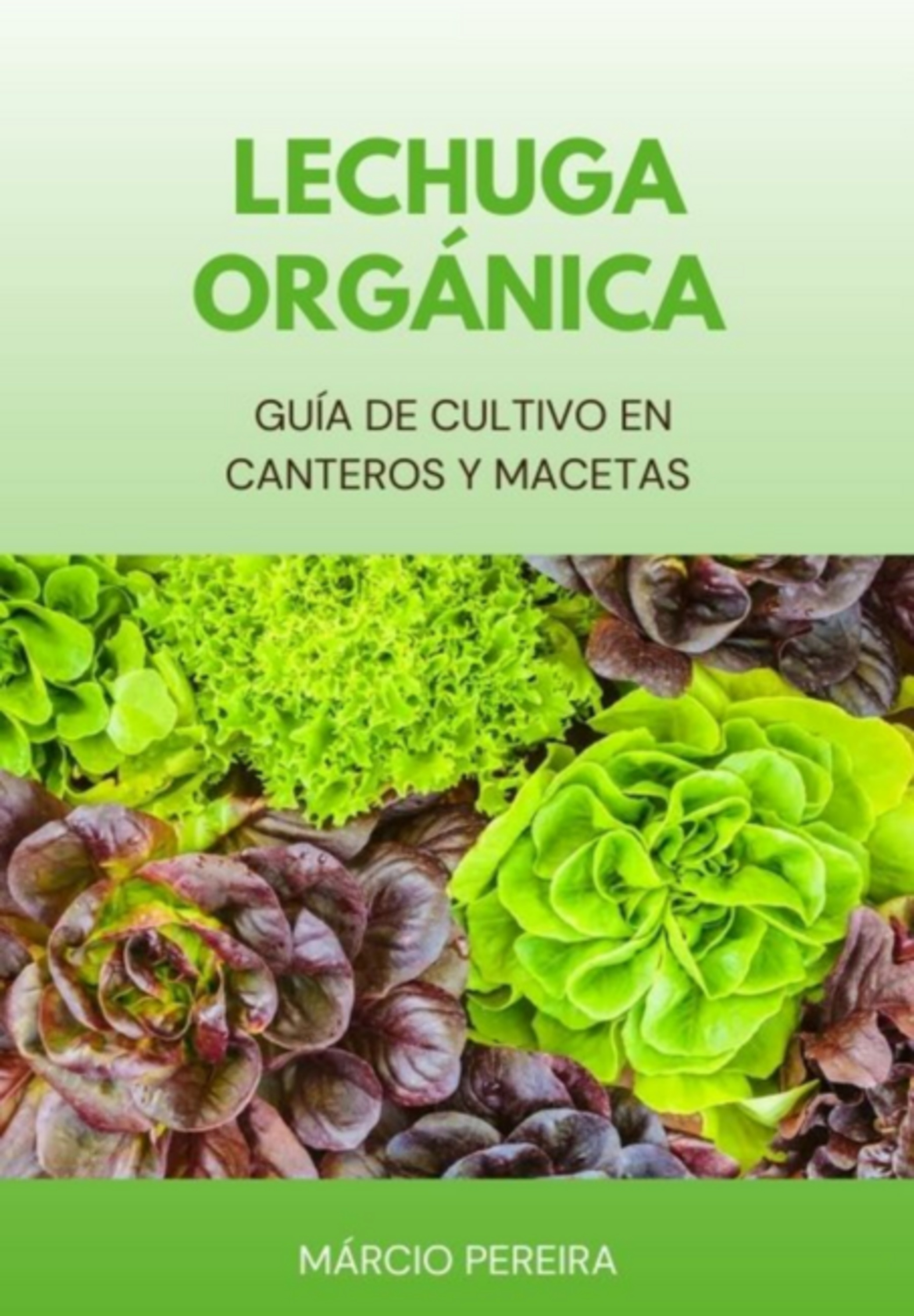 Lechuga Orgánica