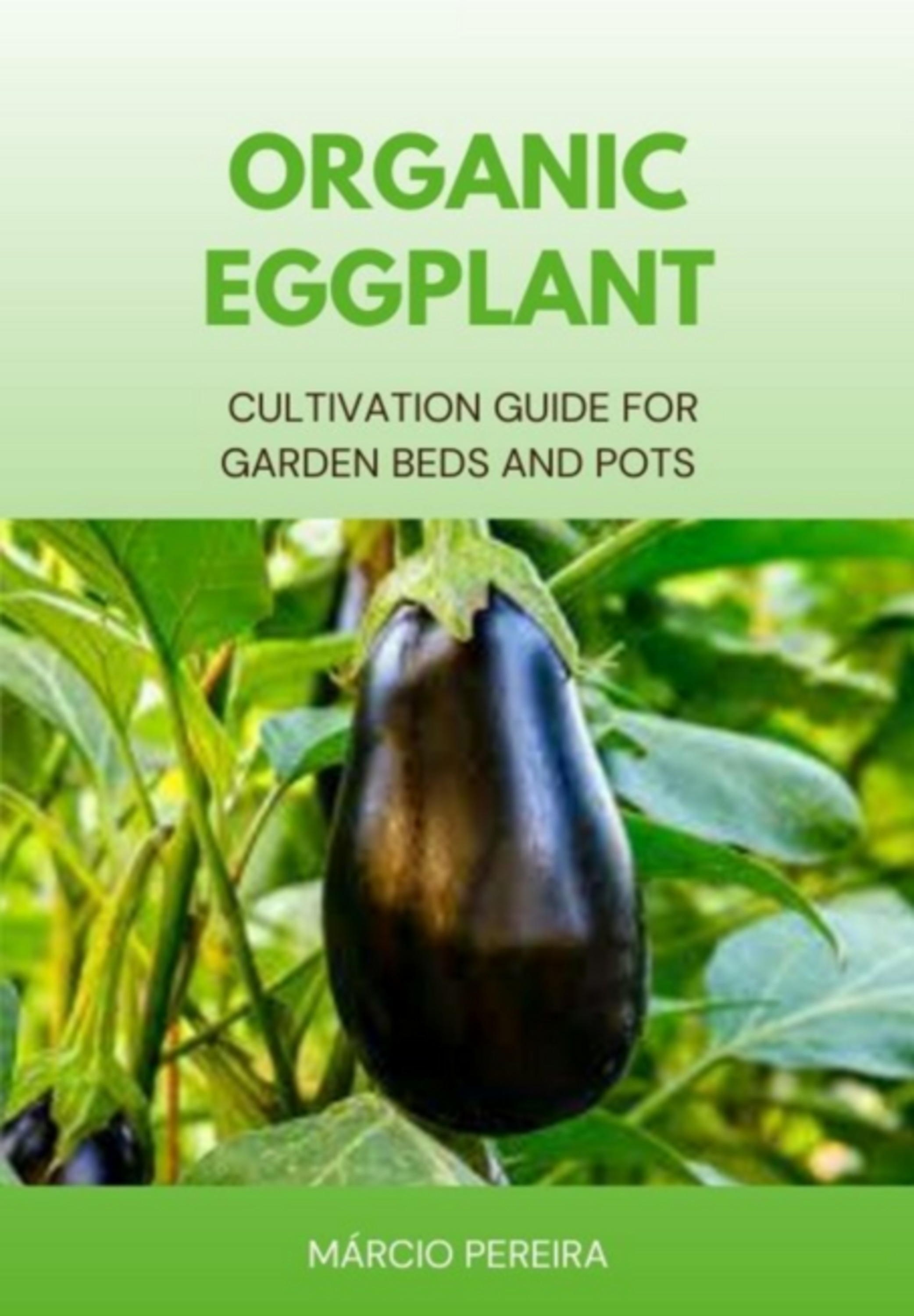 Organic Eggplant