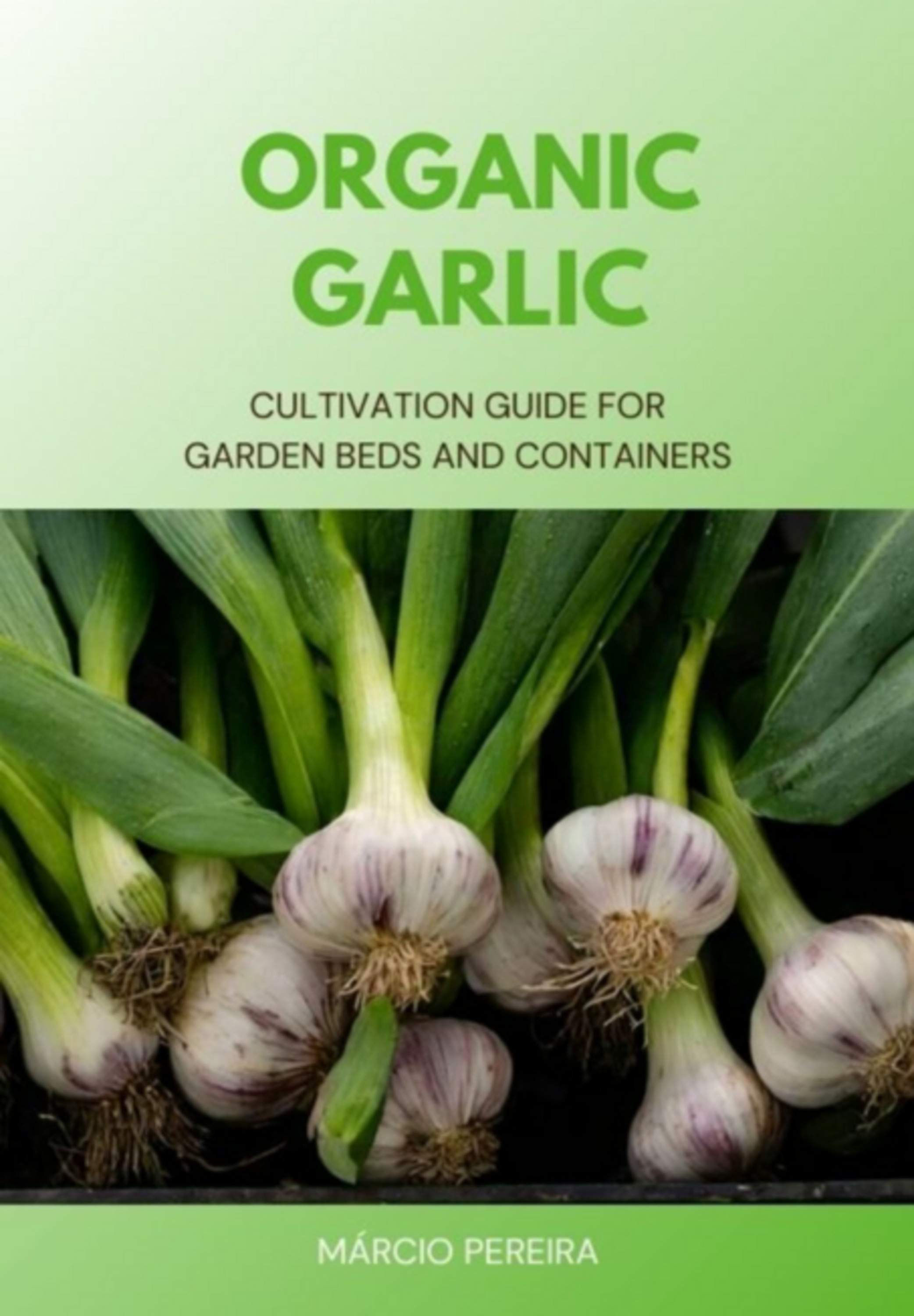 Organic Garlic