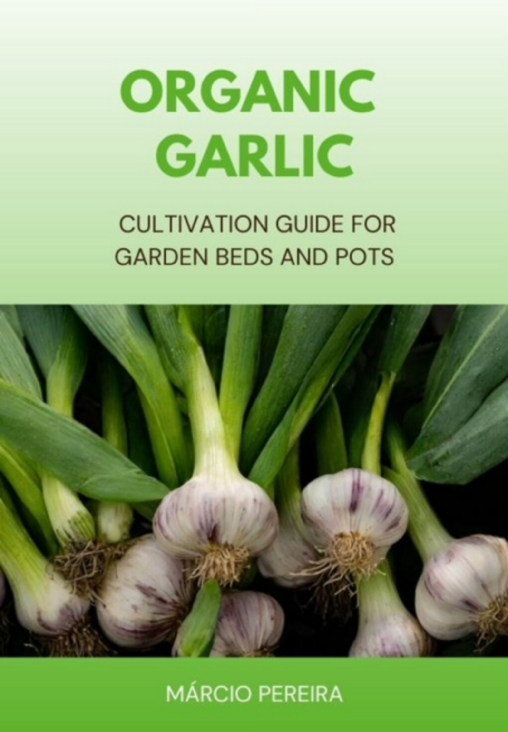 Organic Garlic