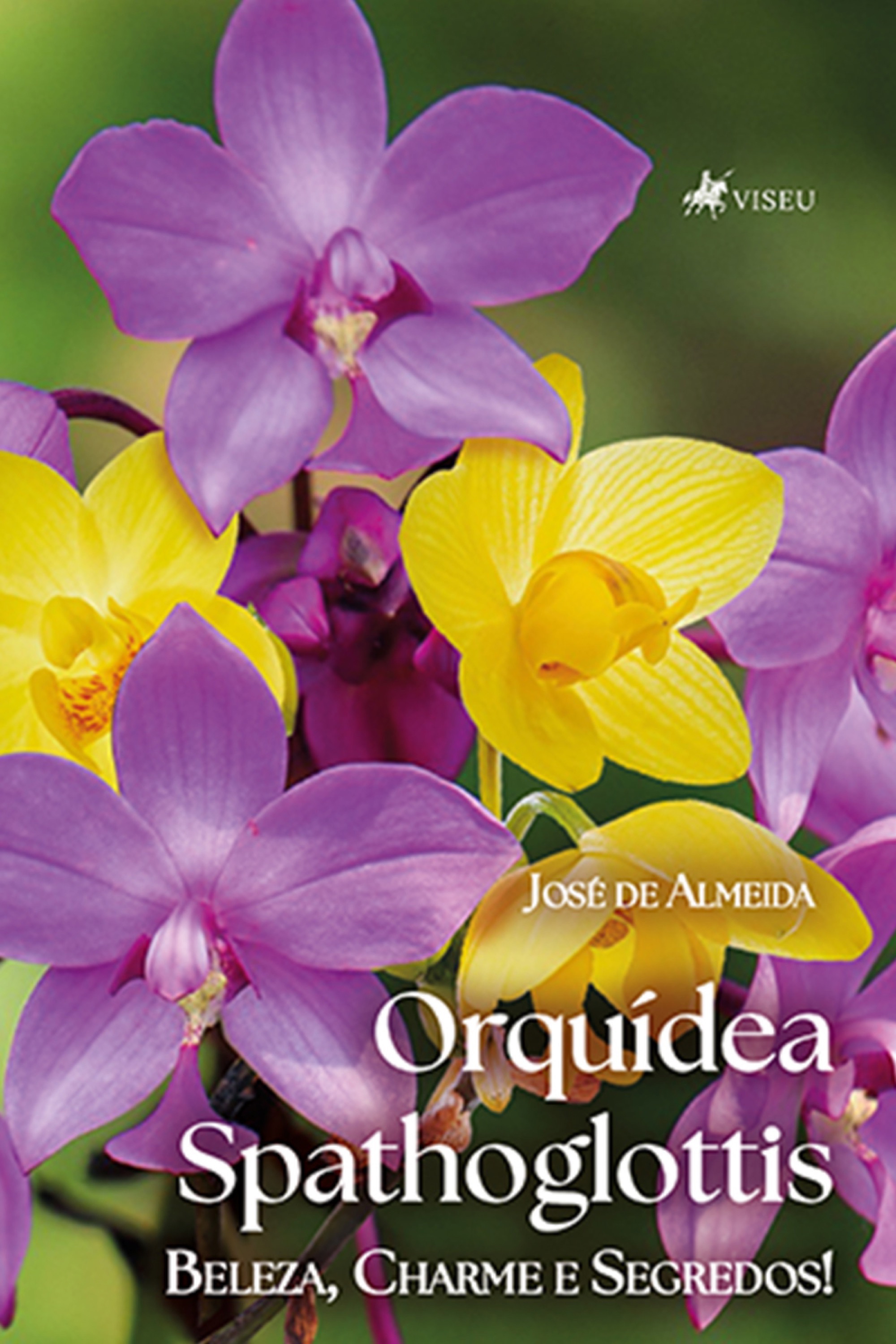 Orquídea Spathoglottis