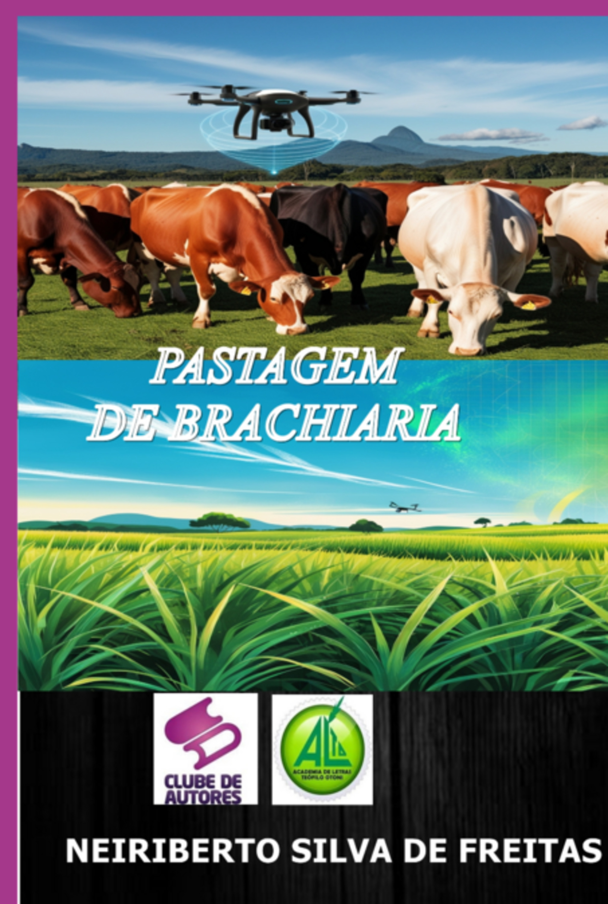 Pastagem De Brachiaria