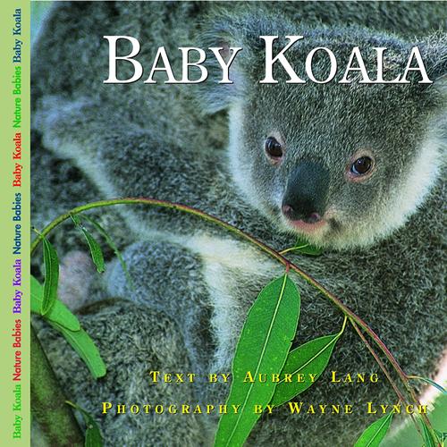 Baby Koala