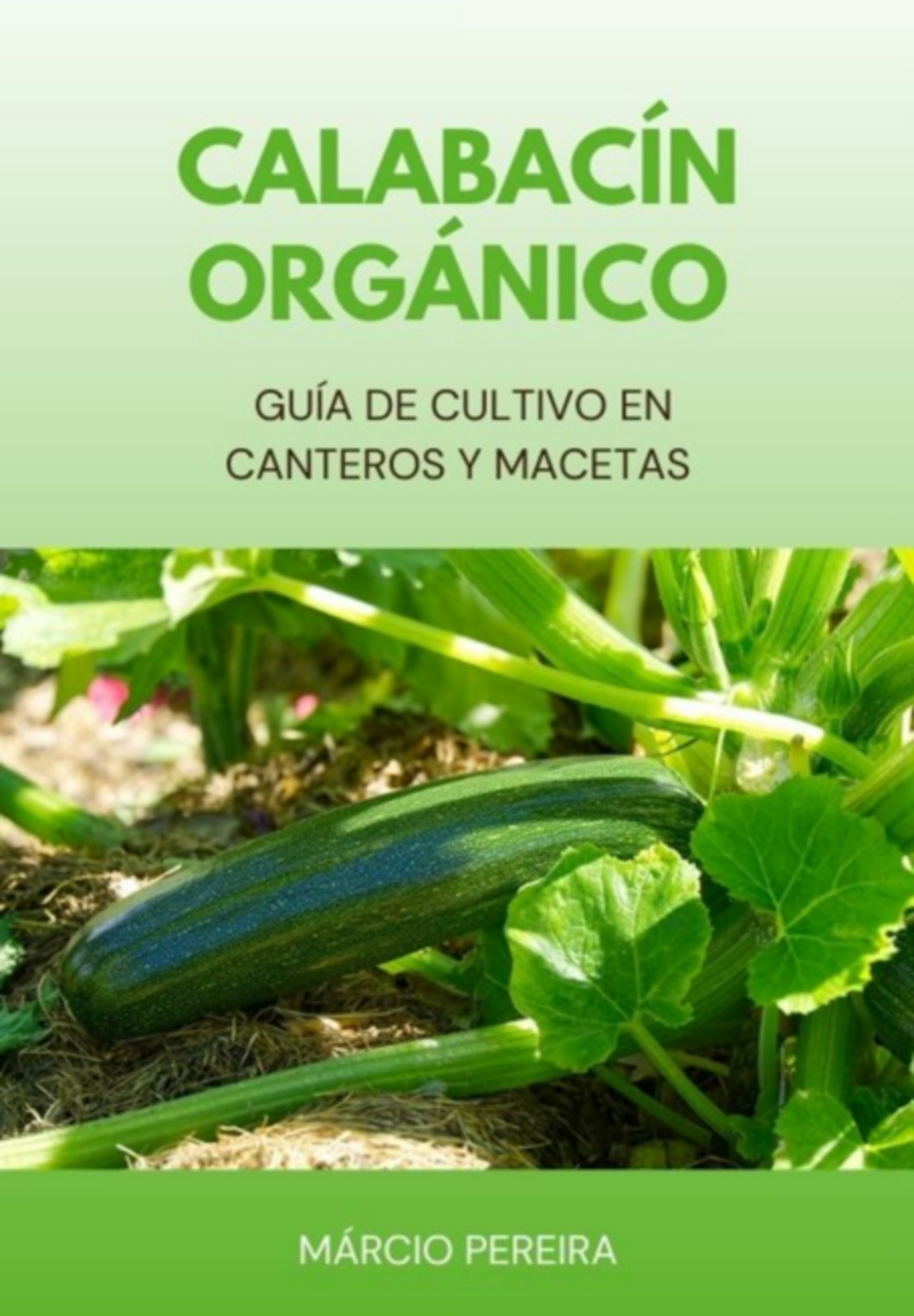 Calabacín Orgánico