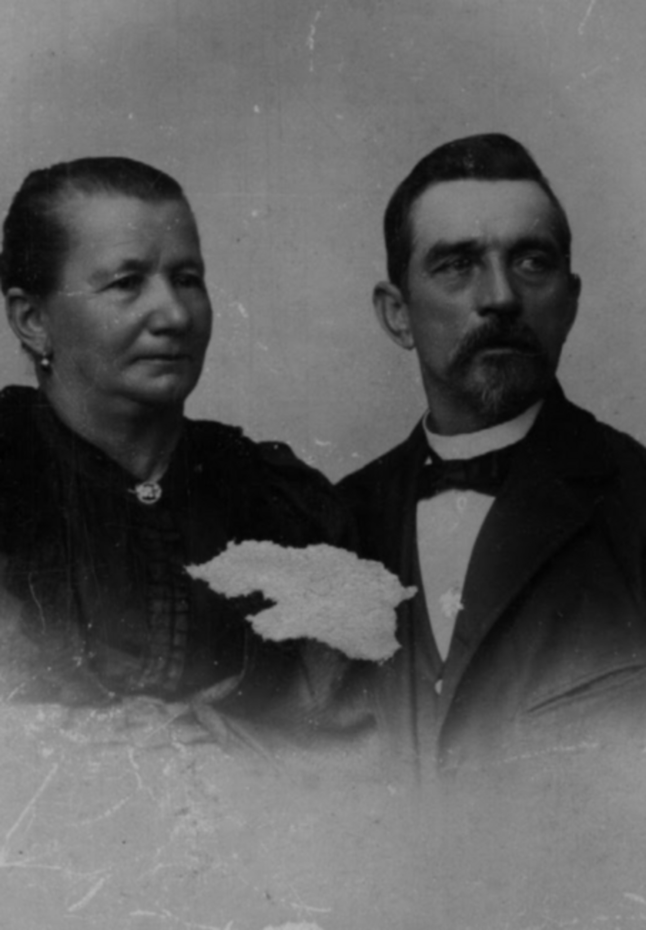 Família, O Ramo Que Pertenço -