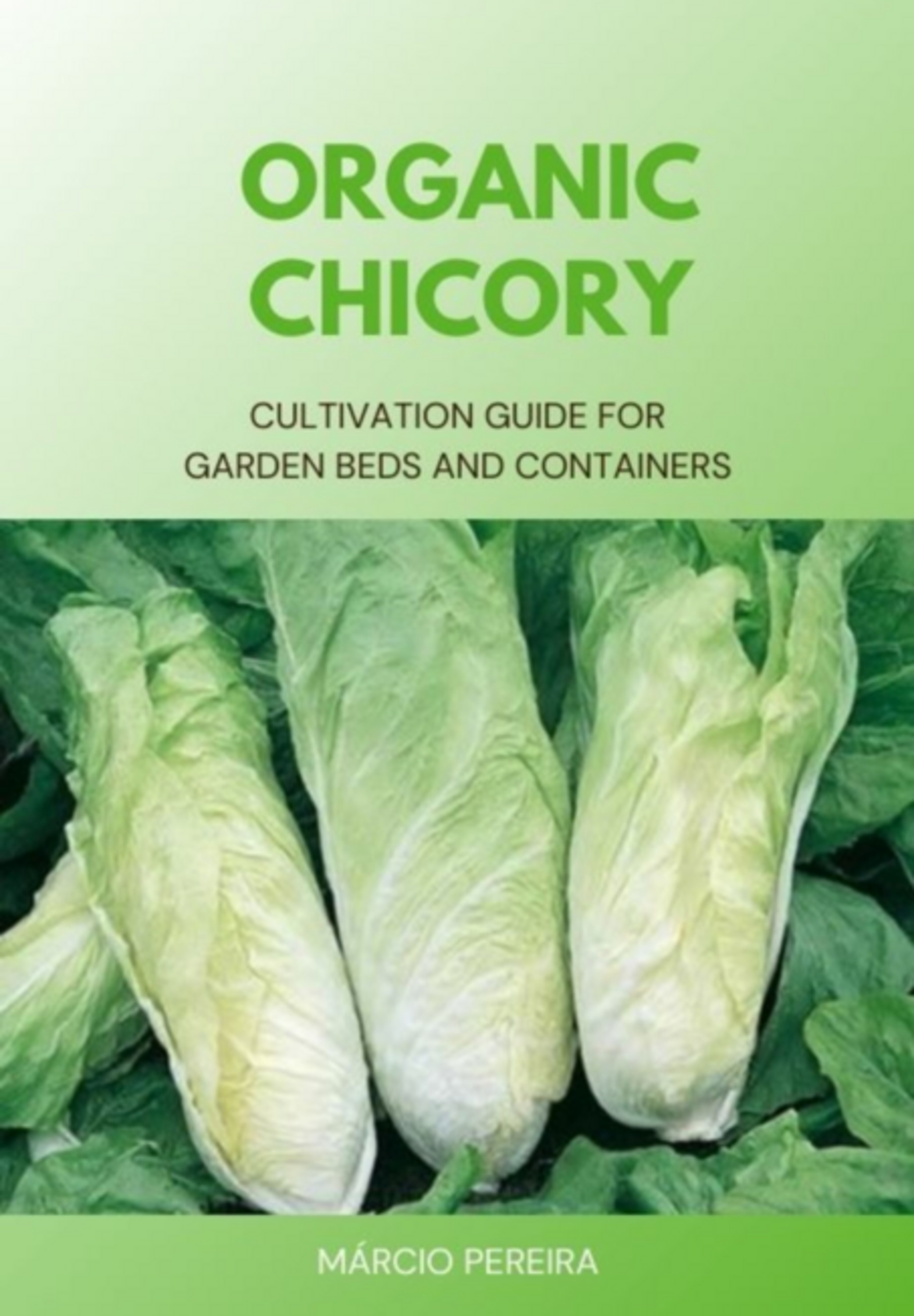 Organic Chicory