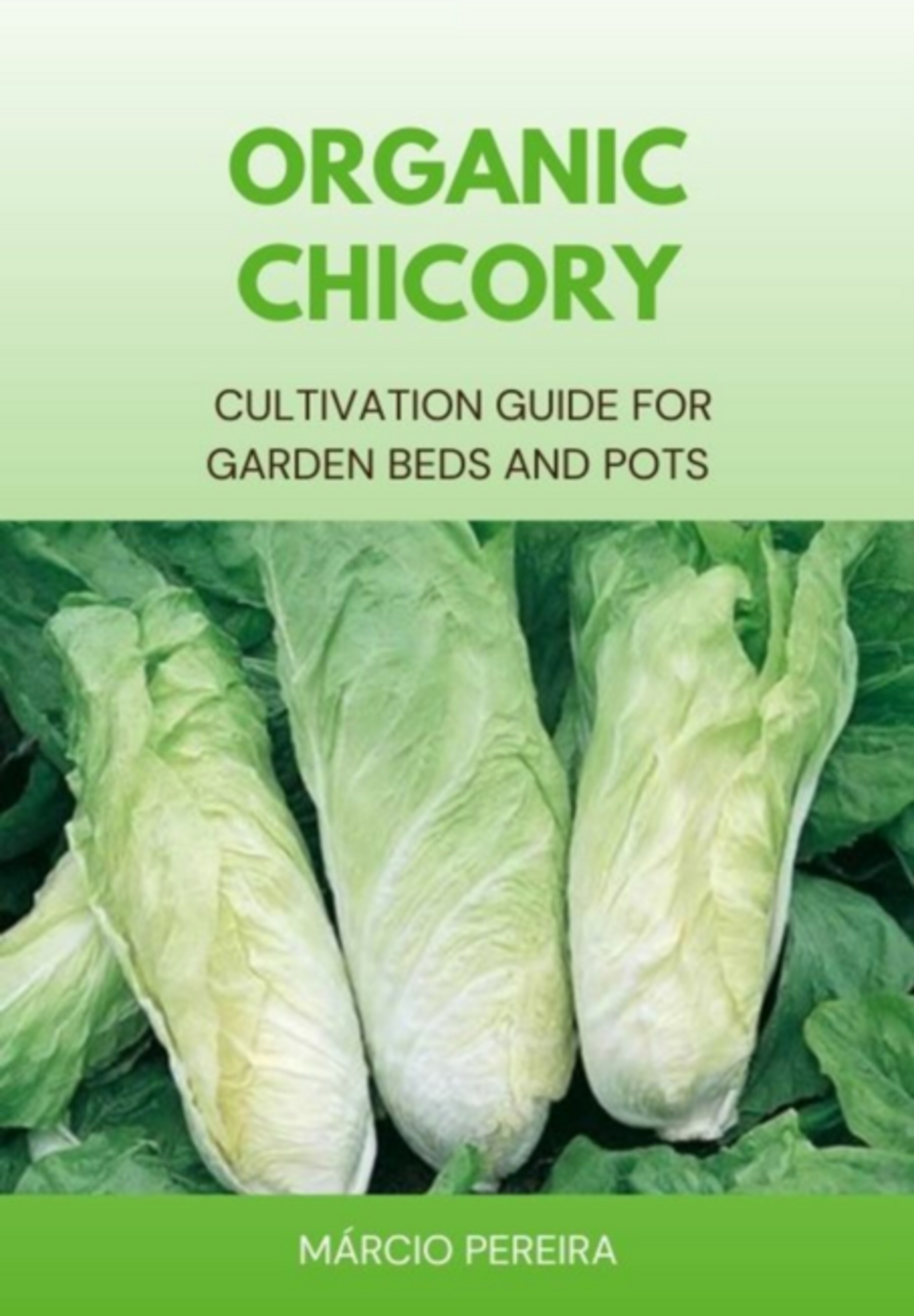 Organic Chicory