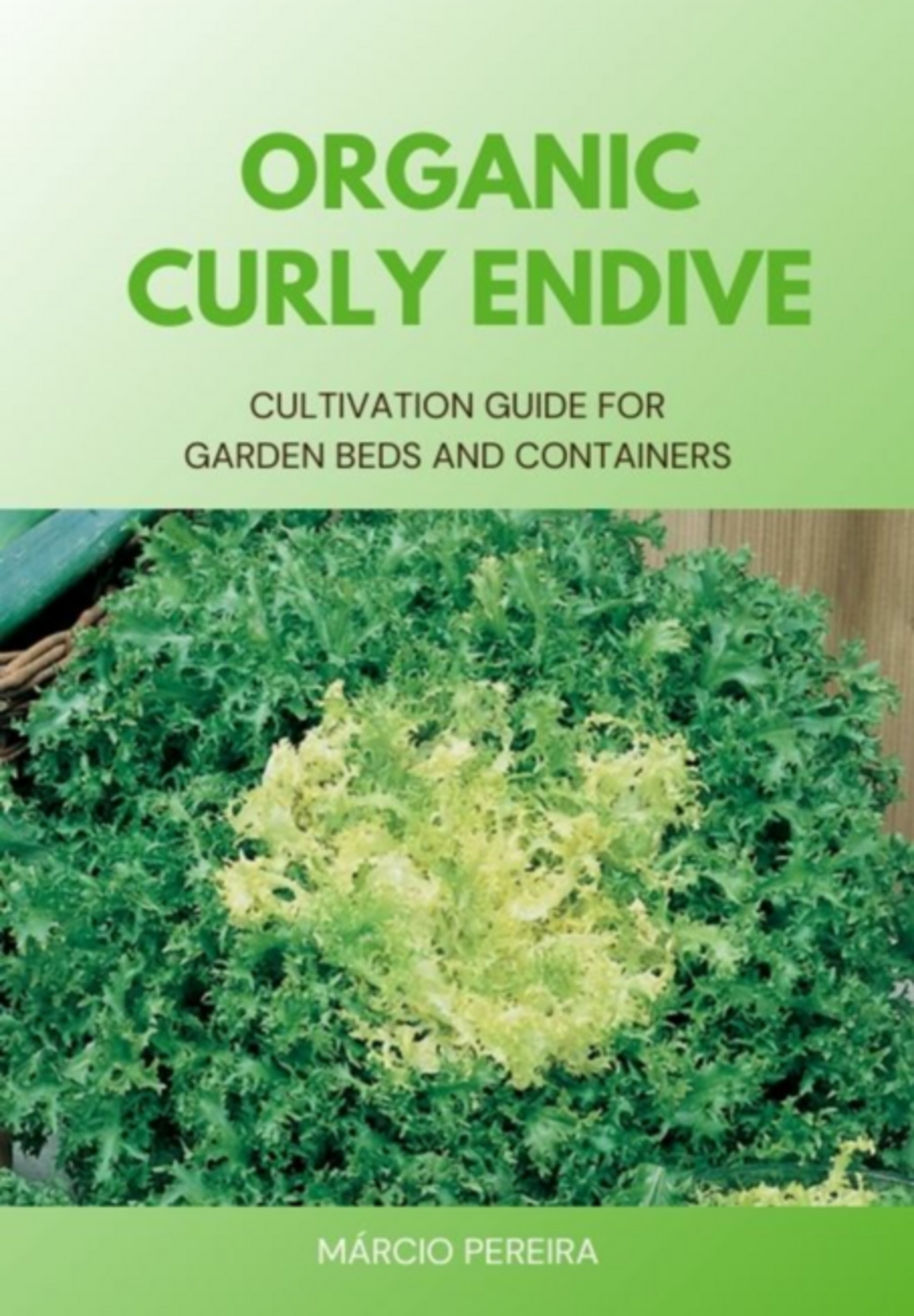 Organic Curly Endive