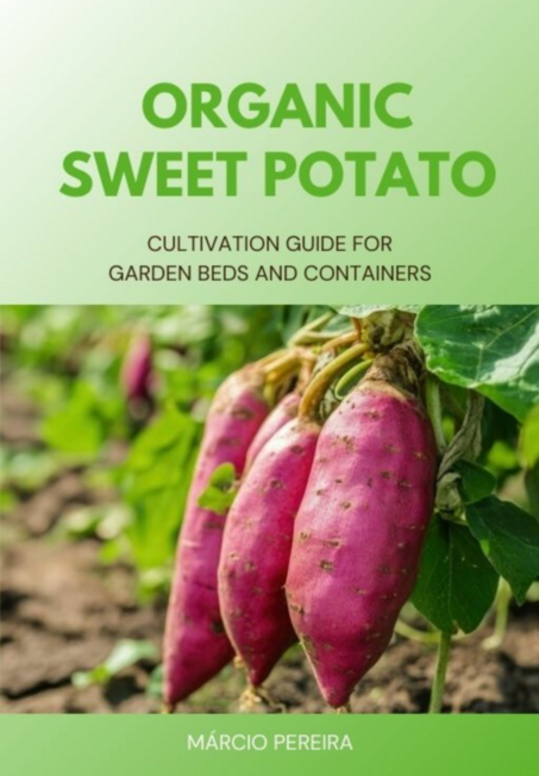 Organic Sweet Potato