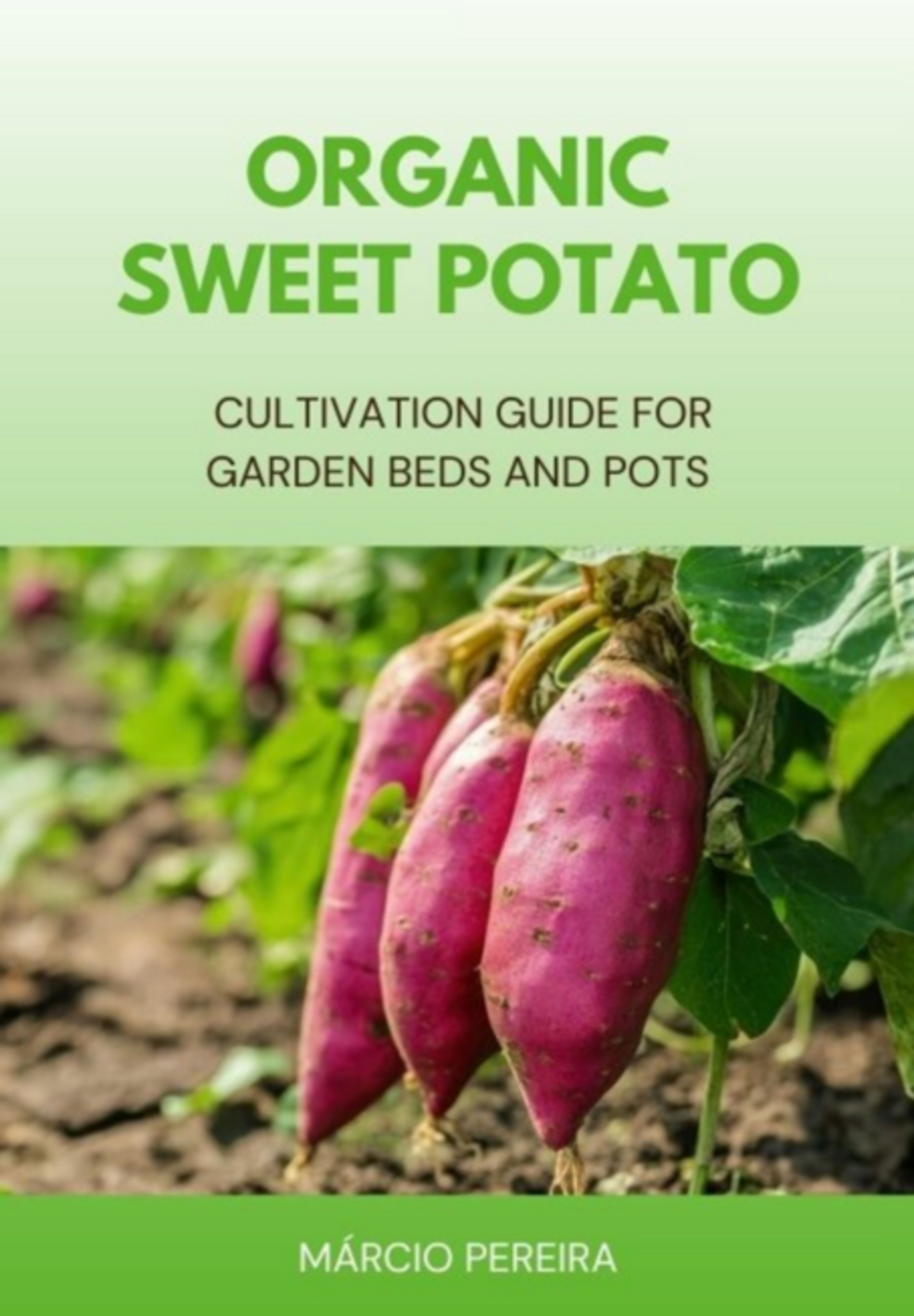 Organic Sweet Potato