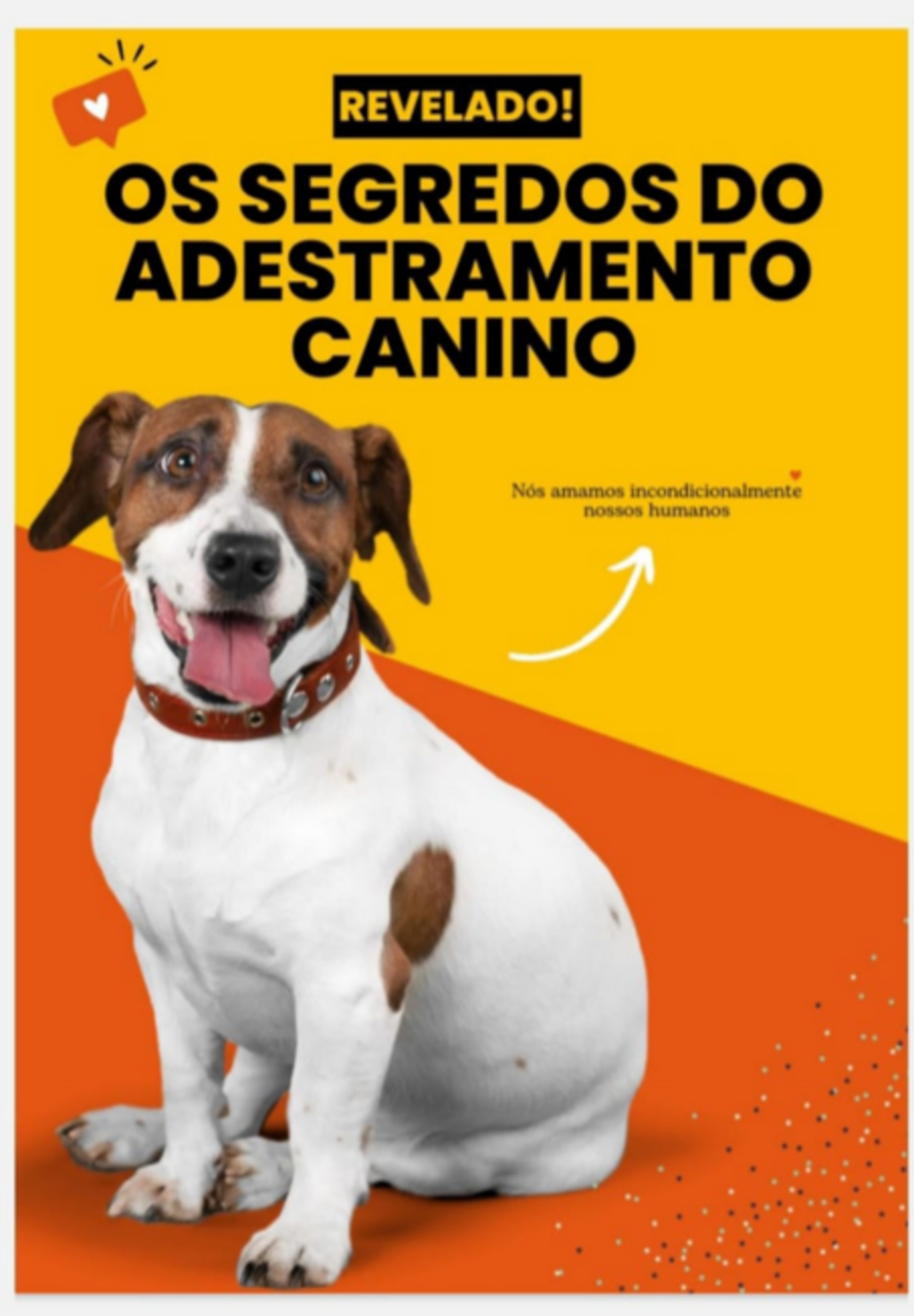 Os-segredos-do-adestramento-canino