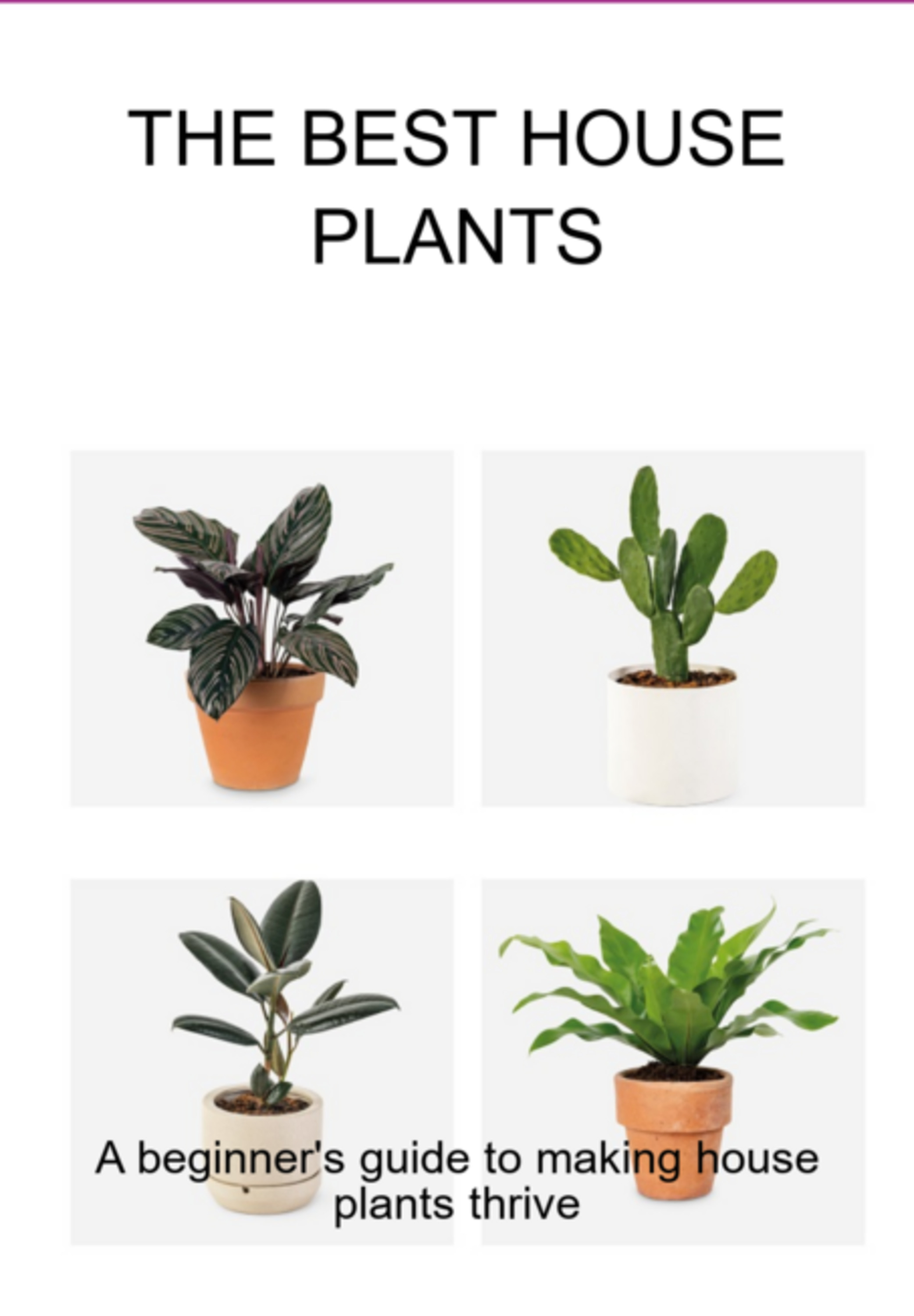 The Best House Plants