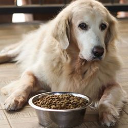 Alimentação para cães idosos