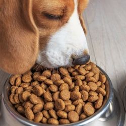 Alimentación Canina: Perras Gestantes y Cachorros