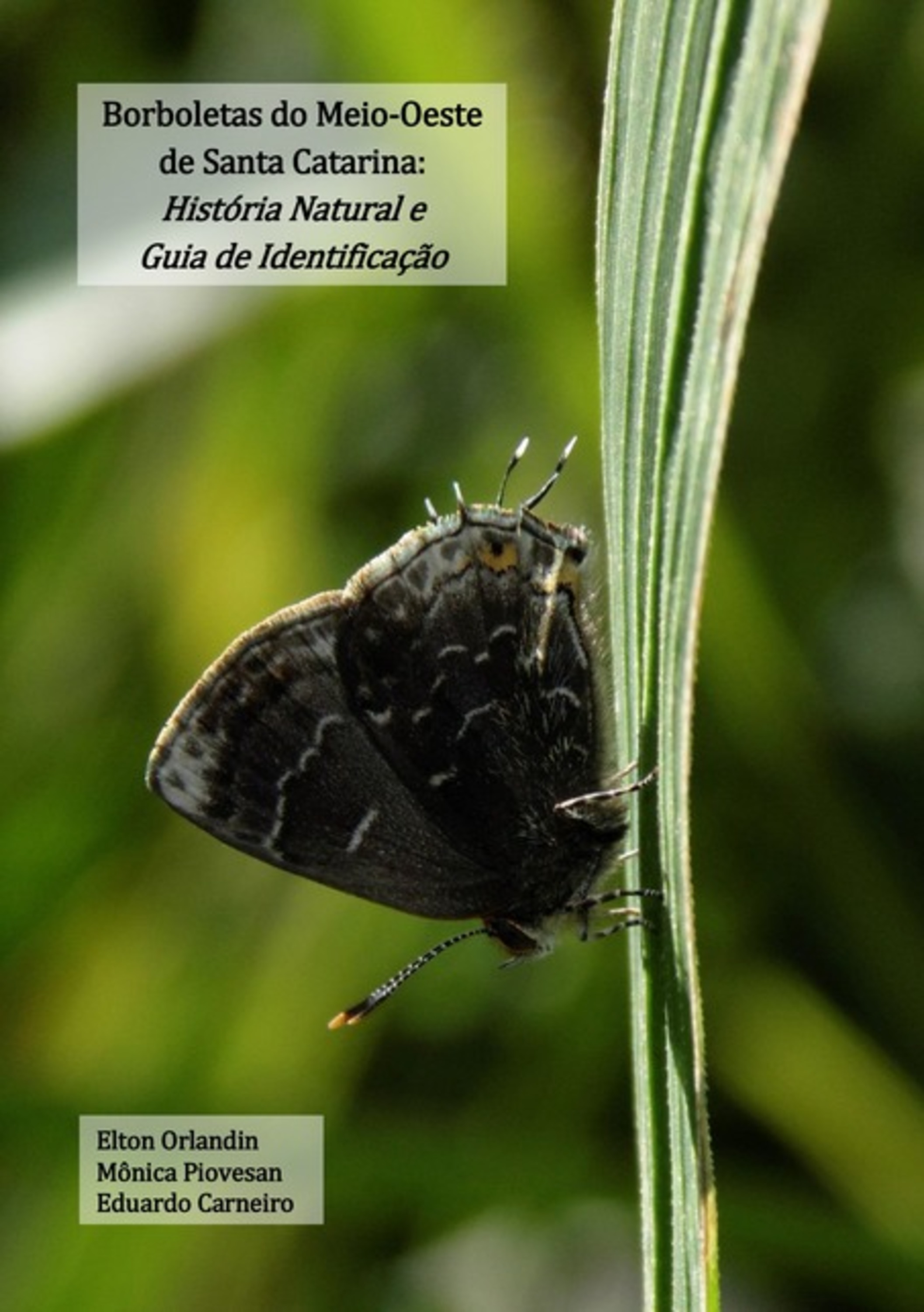 Borboletas Do Meio-oeste De Santa Catarina: História Natural E Guia De Identificação