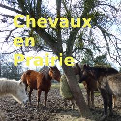 Chevaux en Prairie