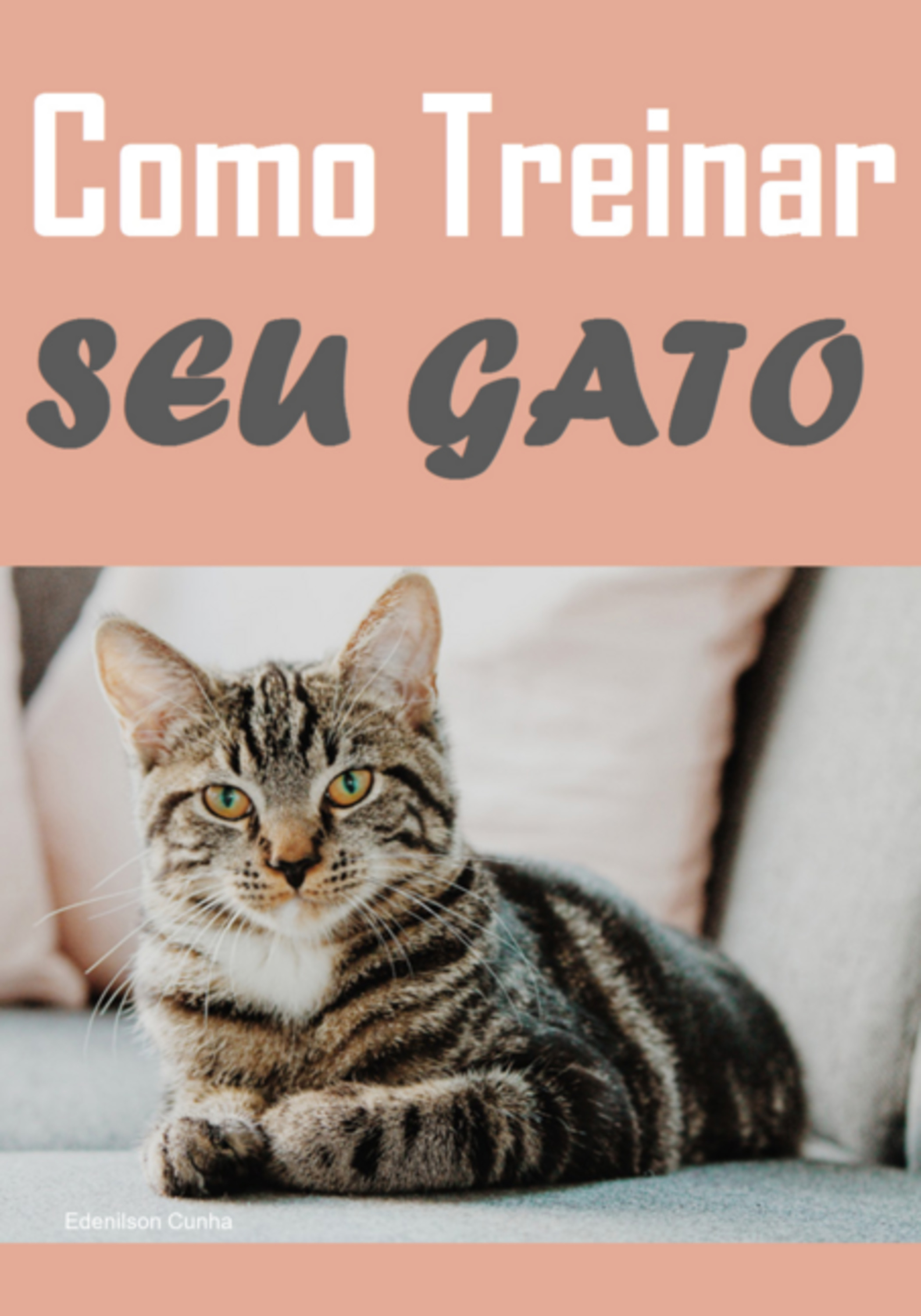 Como Treinar Seu Gato