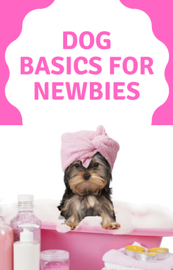 Dog Basics For Newbies