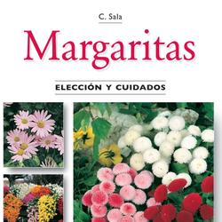 Margaritas - Elección y cuidados
