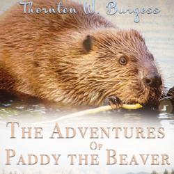 The Adventures of Paddy the Beaver