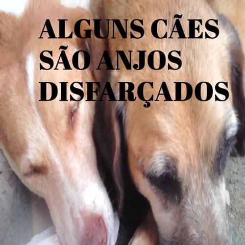 ALGUNS CÃES SÃO ANJOS DISFARÇADOS