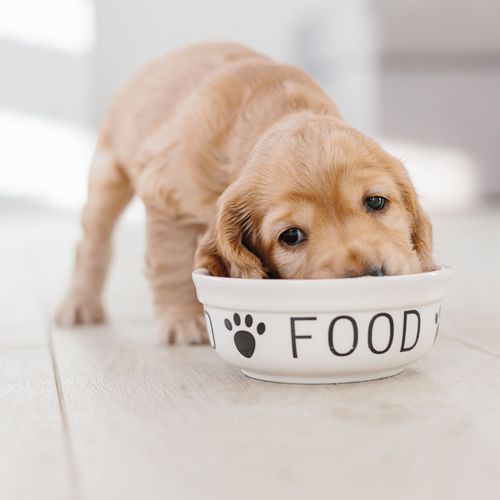 Alimentação para cães gestantes e filhotes