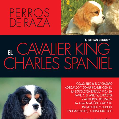 EL cavalier King Charles spaniel