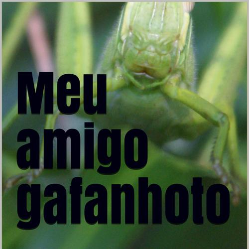 Meu amigo gafanhoto