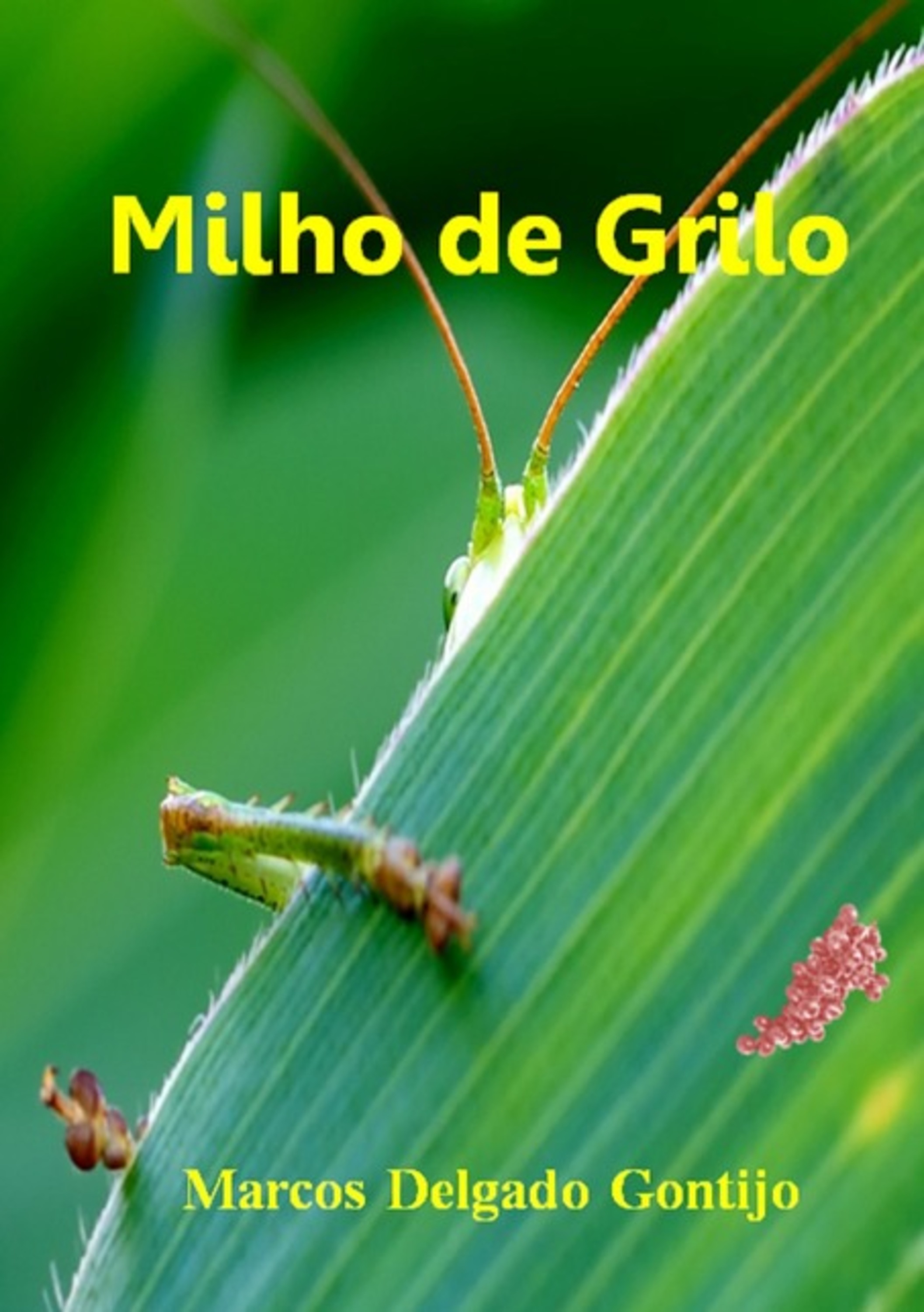 Milho De Grilo