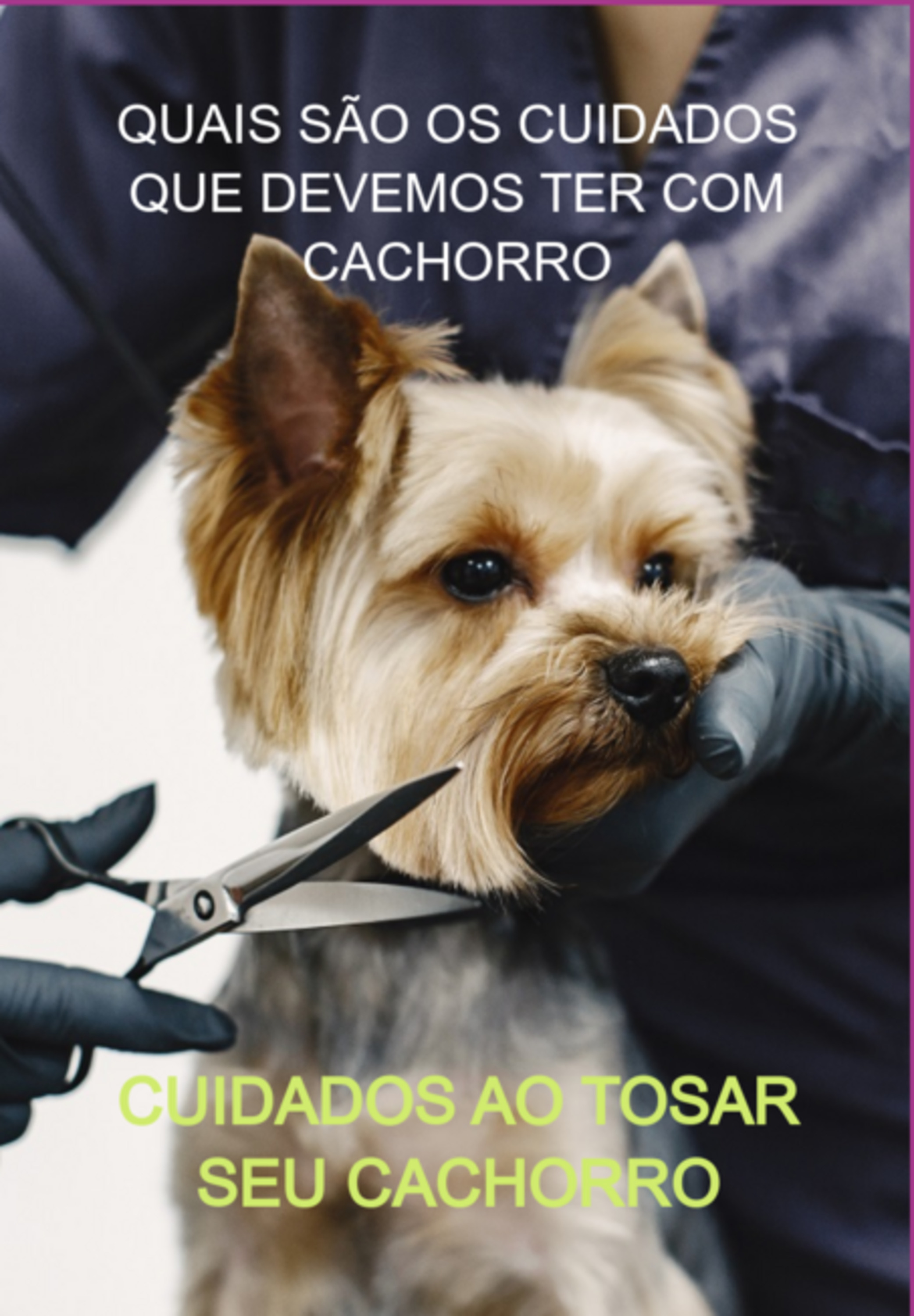 Quais São Os Cuidados Que Devemos Ter Com Cachorro