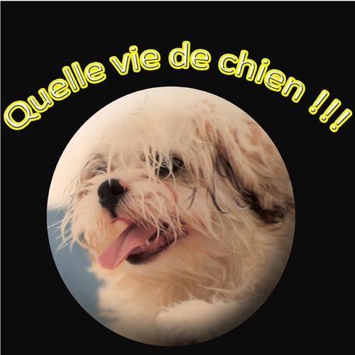 Quelle vie de chien !!!