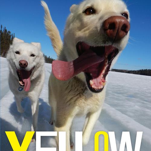 Yellow Dog